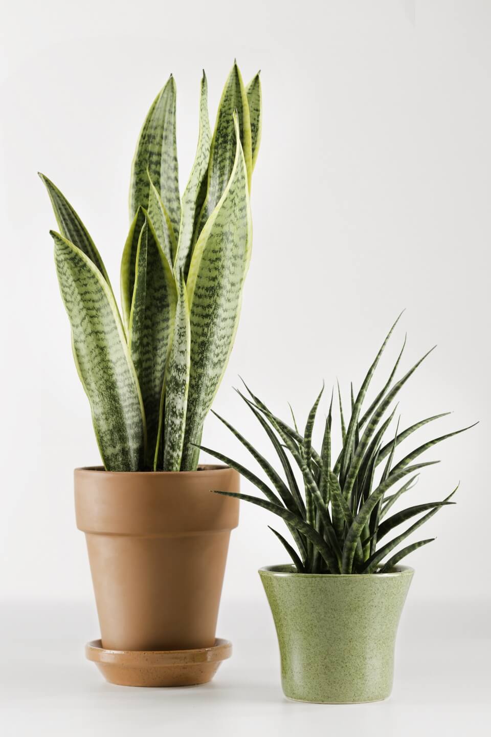 Mother in law's tongue: Breathe Easy with an Indoor Garden: Improve the Air Quality and Charm of Your Home with Houseplants