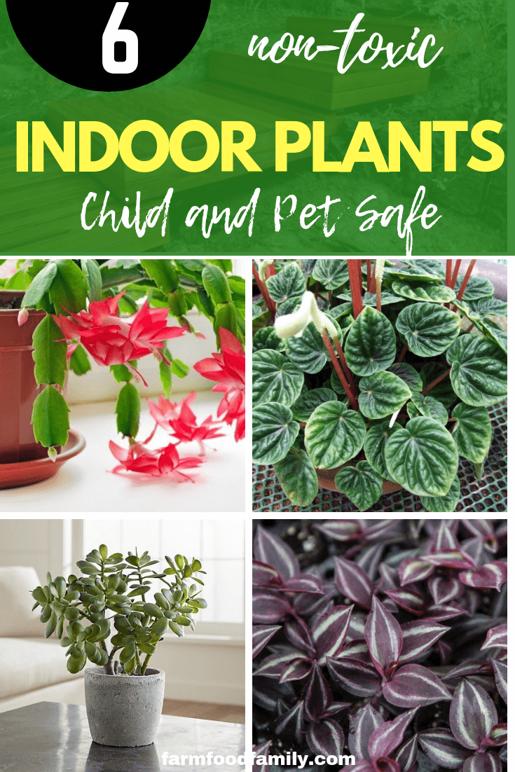 Child and Pet Safe Houseplants: Non-Toxic Indoor Plants