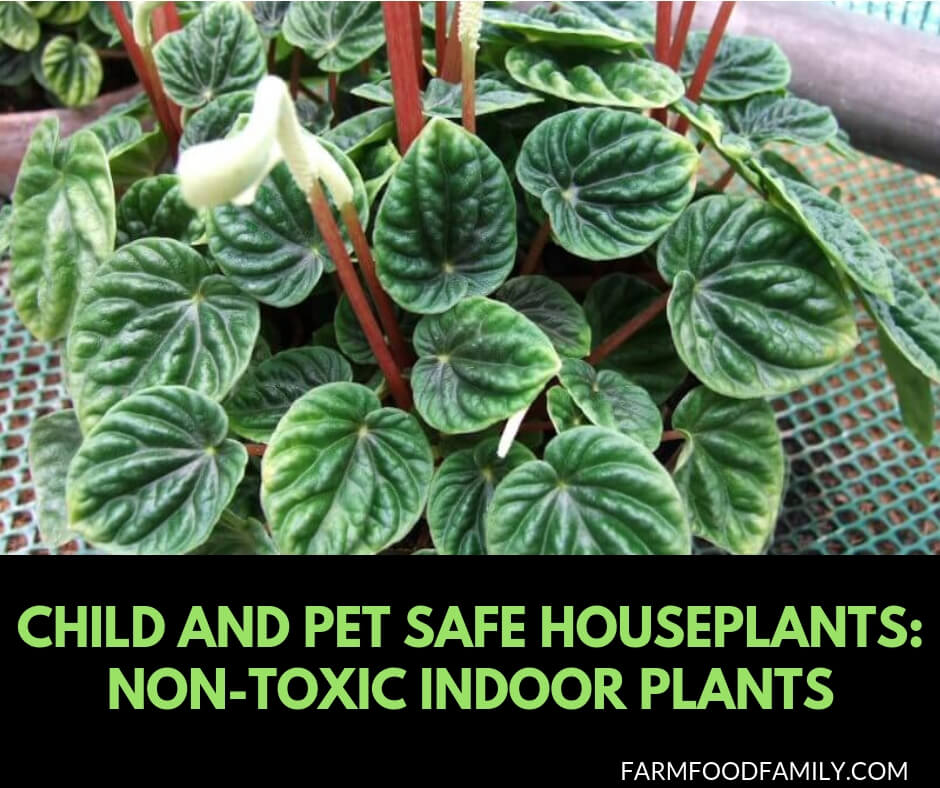 Non toxic indoor plants: child and pet safe houseplants