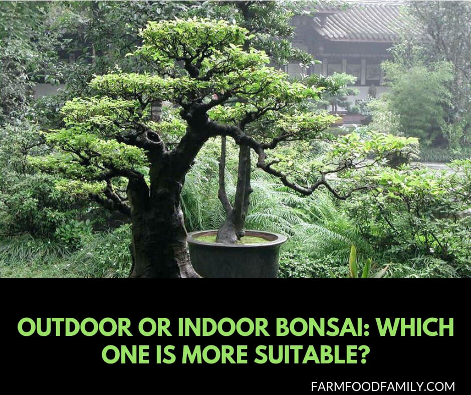 Indoor or outdoor bonsai: Which one is more suitable?