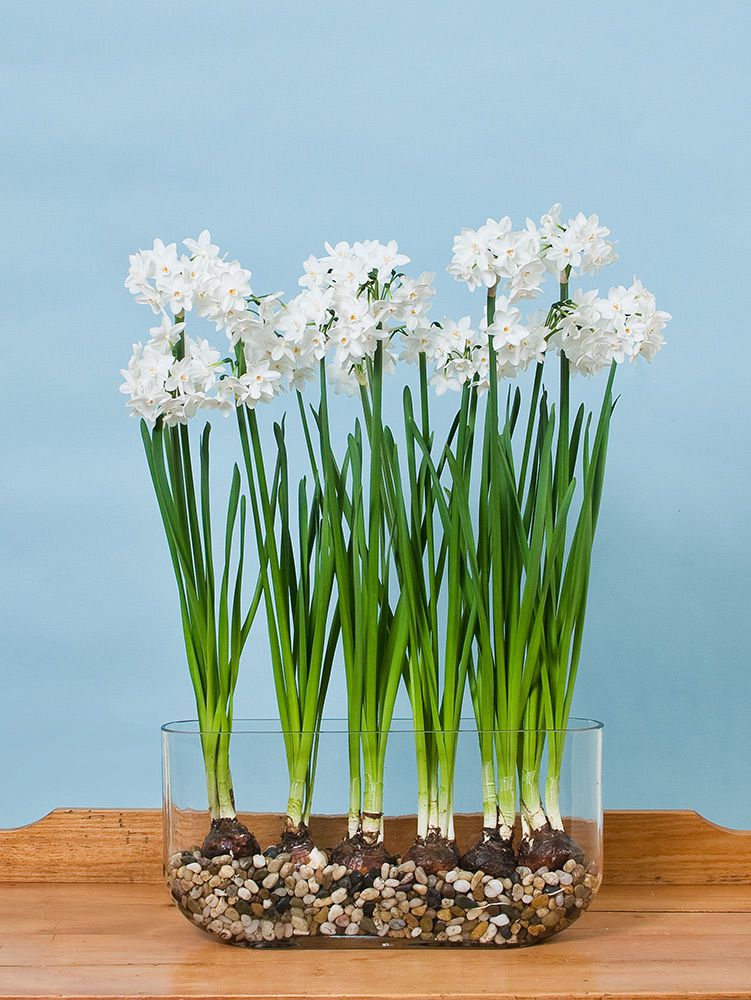 Paperwhites | Winter Flower Garden Indoors: Blooming Plants to Grow In the House during Cold Weather Months | FarmFoodFamily.com