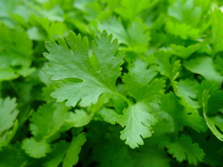 Parsley (Petroselinum spp.): Garden Herbs that Grow in the Shade