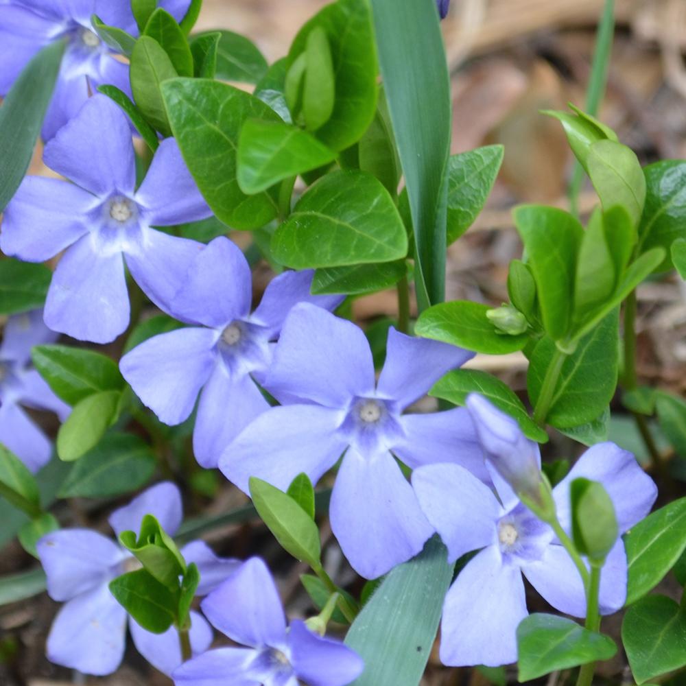 Periwinkle (Vinca major or V. minor): Garden Herbs that Grow in the Shade