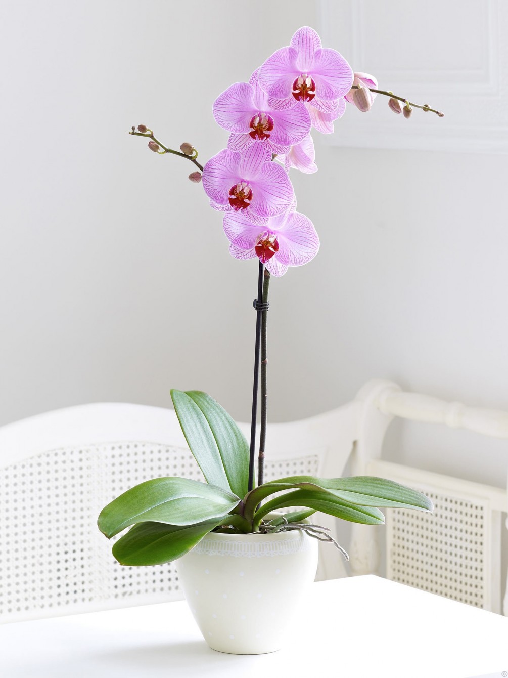 Phalenopsis orchids | Winter Flower Garden Indoors: Blooming Plants to Grow In the House during Cold Weather Months | FarmFoodFamily.com