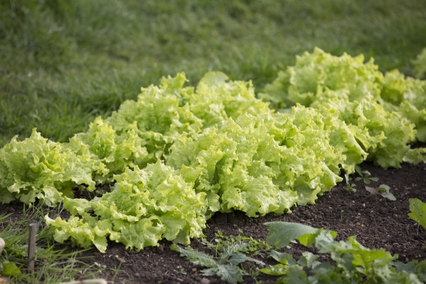 Planting a salad garden