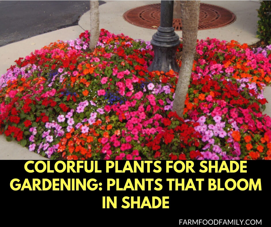Colorful Plants for Shade Gardening: Plants That Bloom in Shade