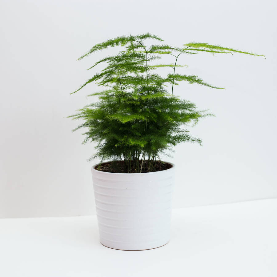 Plumosa fern - a house plant