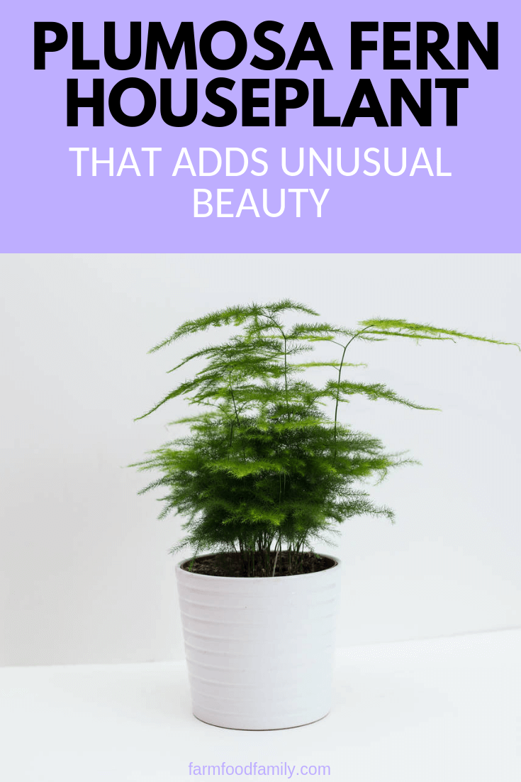 Plumosa fern: a houseplant adds unusual beauty