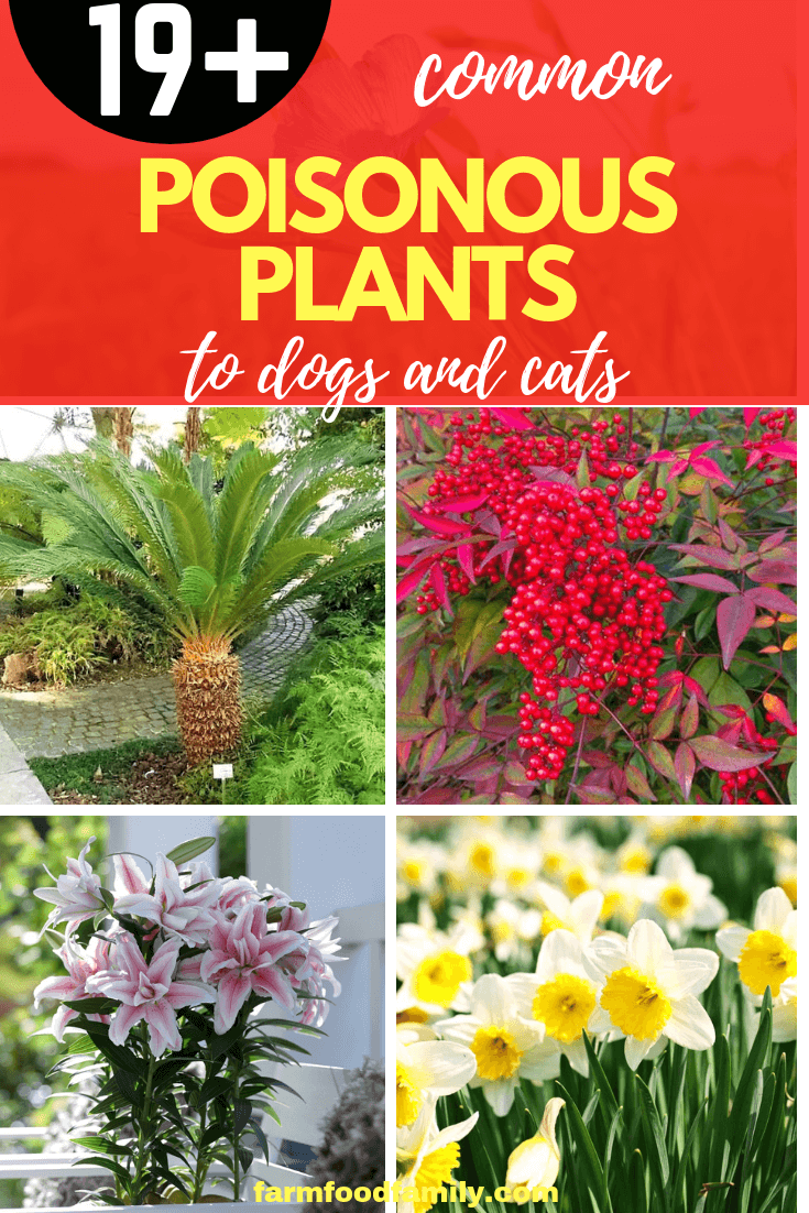 Toxic Flowers That Can Kill Your Pet: Plants that are Poisonous to Dogs and Cats