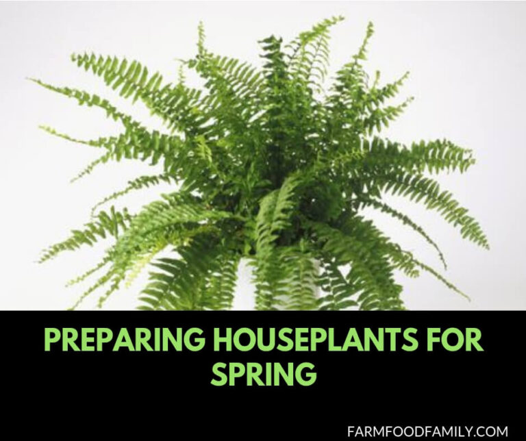 Preparing Houseplants For Spring