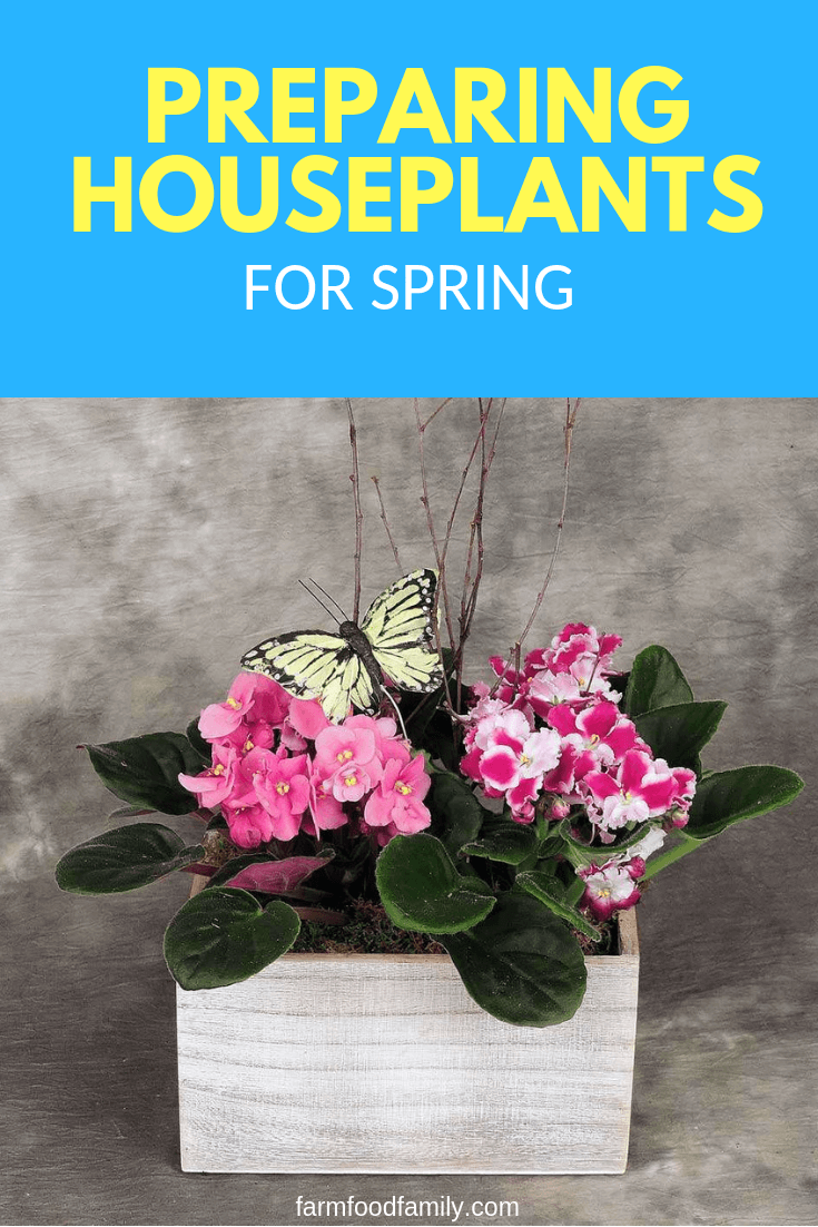 Preparing houseplants for spring