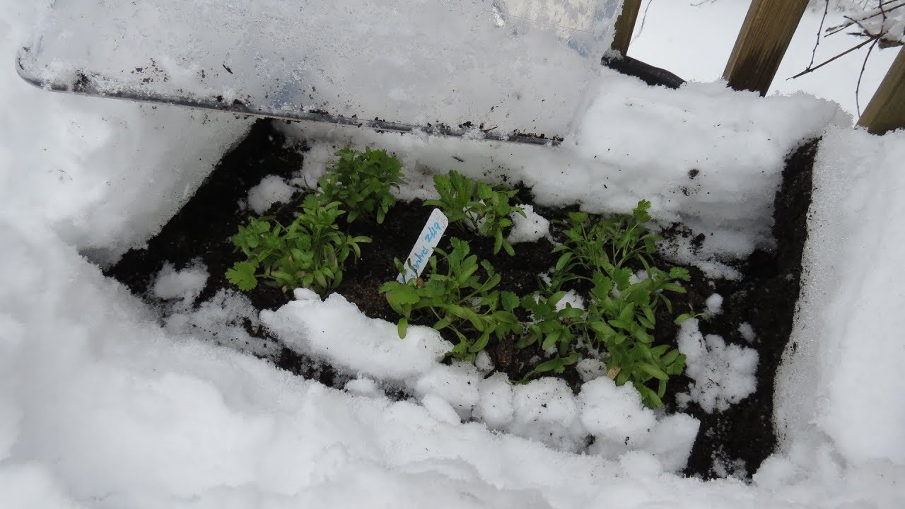 Starting seeds in snow