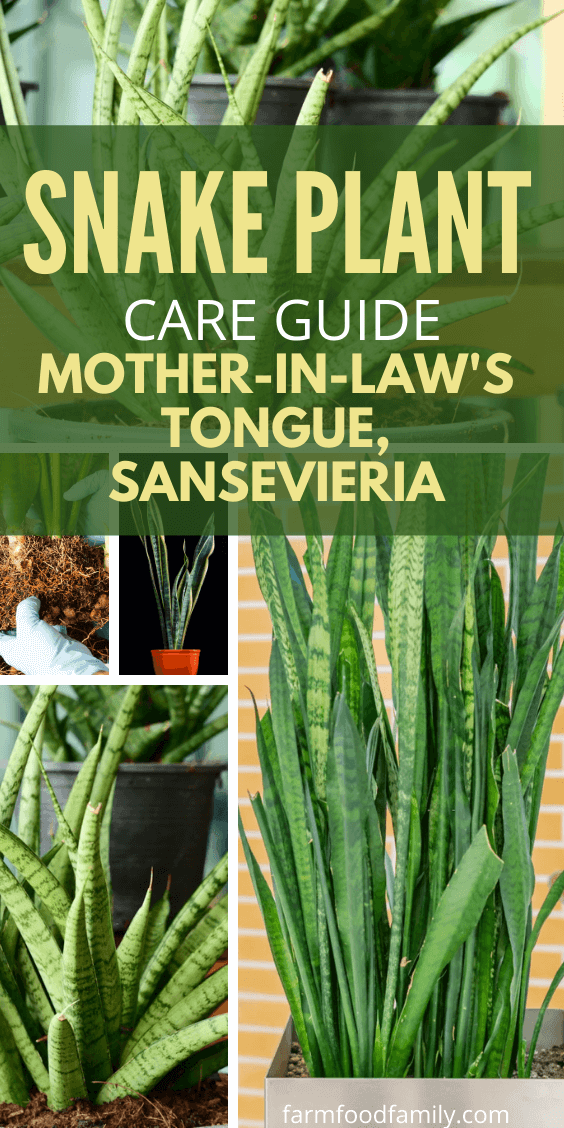 snake plant care guide