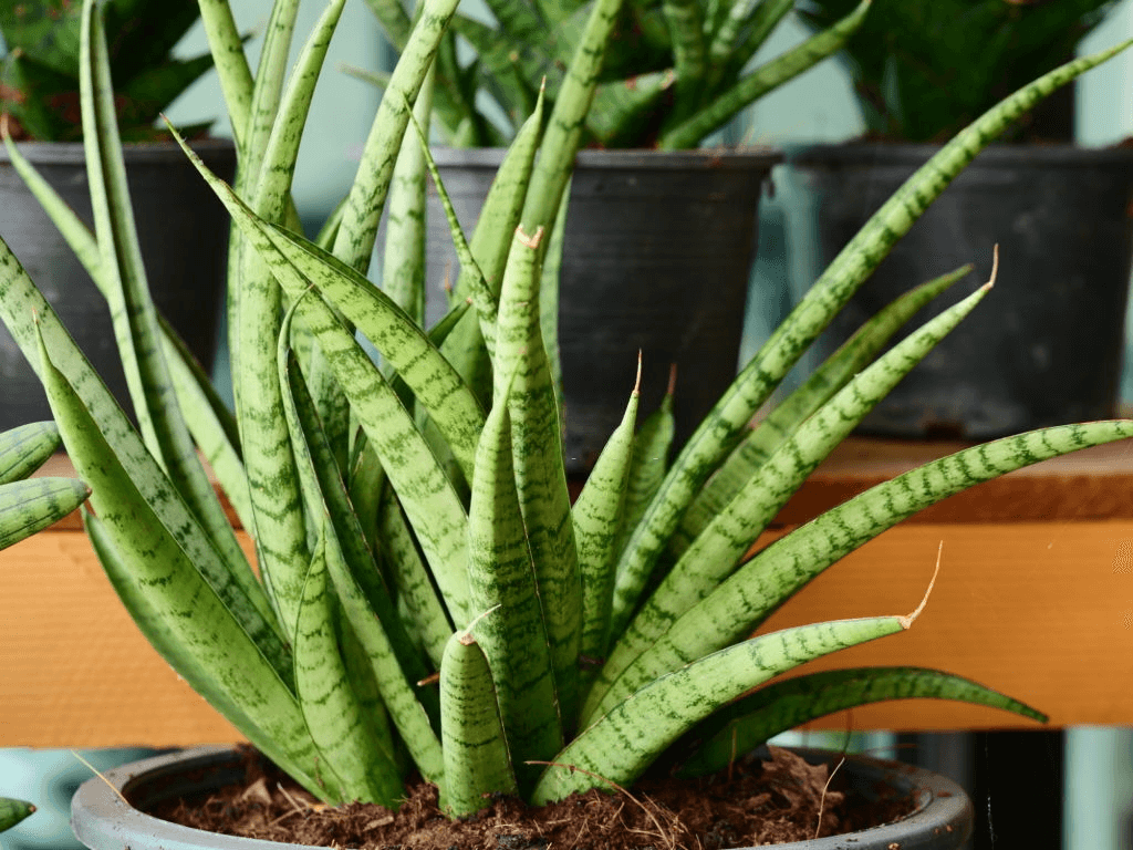snake plant mother in law tongue