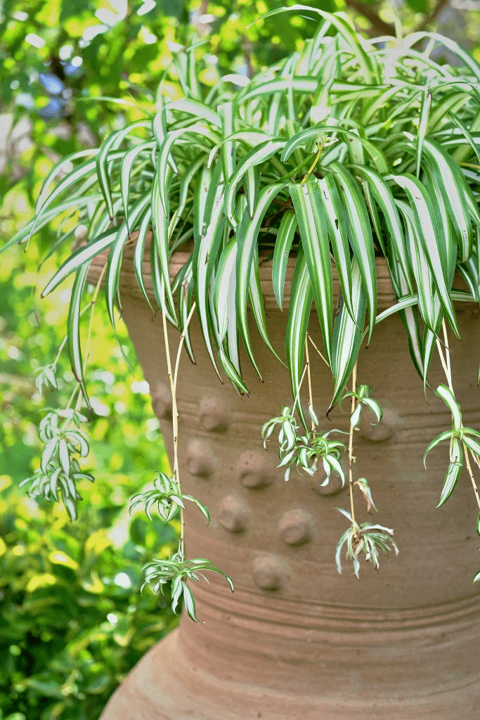 spider plant in container