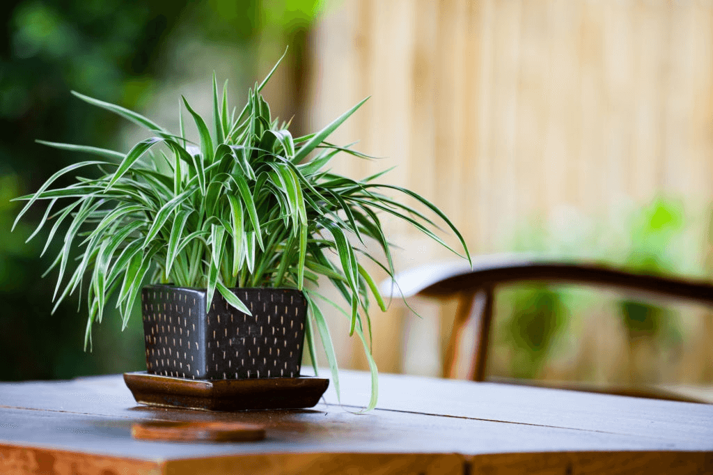 spider plant on table