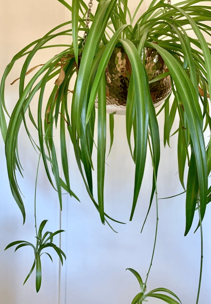 spider plant planting 2