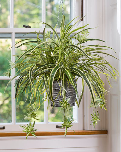 Spider plant | Child and Pet Safe Houseplants: Non-Toxic Indoor Plants | FarmFoodFamily
