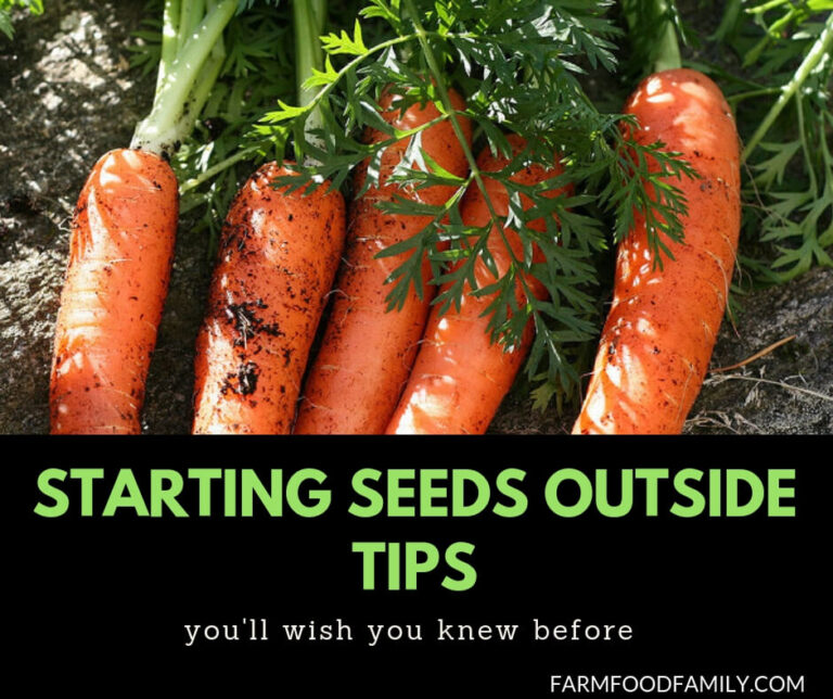 Starting Seeds Outside?  4 Thoughts for Tip Top Crops
