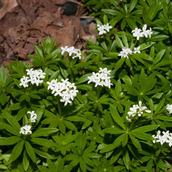 Sweet Woodruff (Galium odoratum): Garden Herbs that Grow in the Shade