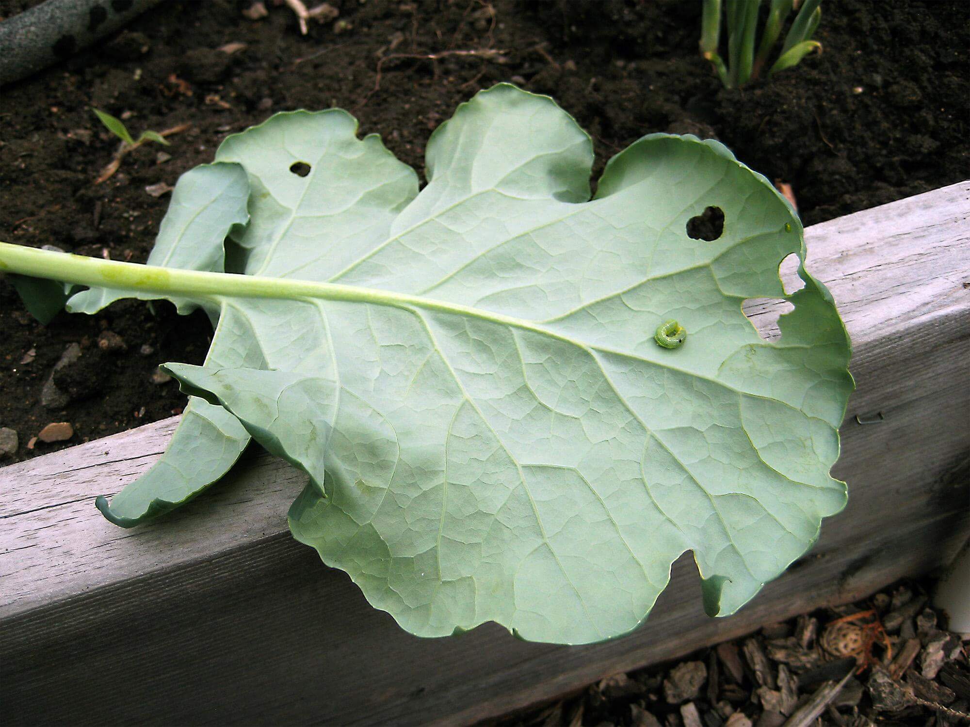 Swiss Cheese Plant Pests
