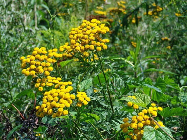 Tansy plant - A feathery, perennial herb, Tansy is also a gangly looking garden plant, but it will keep aphids, ants, and other insects at bay