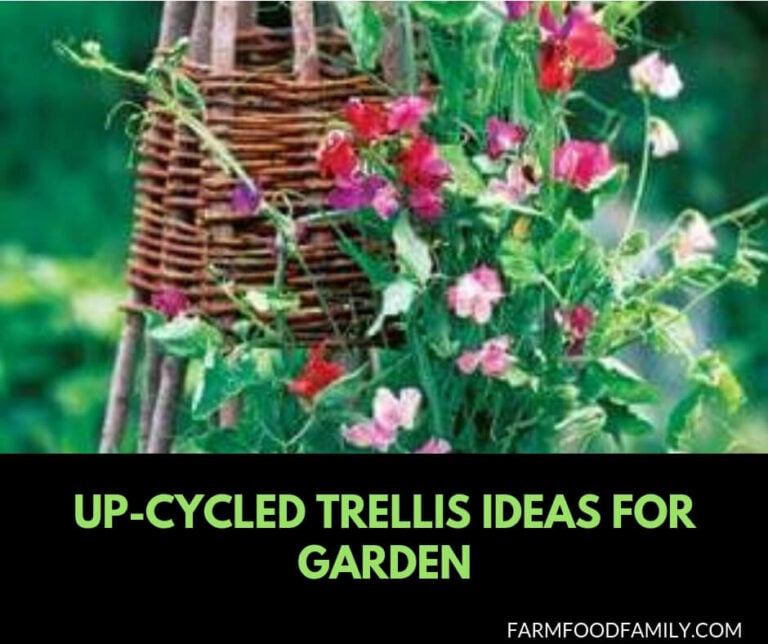 27 Up-cycled trellis ideas for your garden