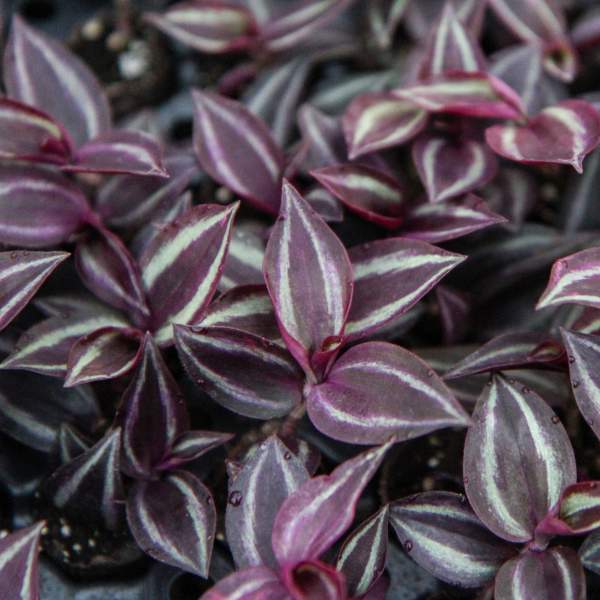 Wandering Jew | Child and Pet Safe Houseplants: Non-Toxic Indoor Plants | FarmFoodFamily
