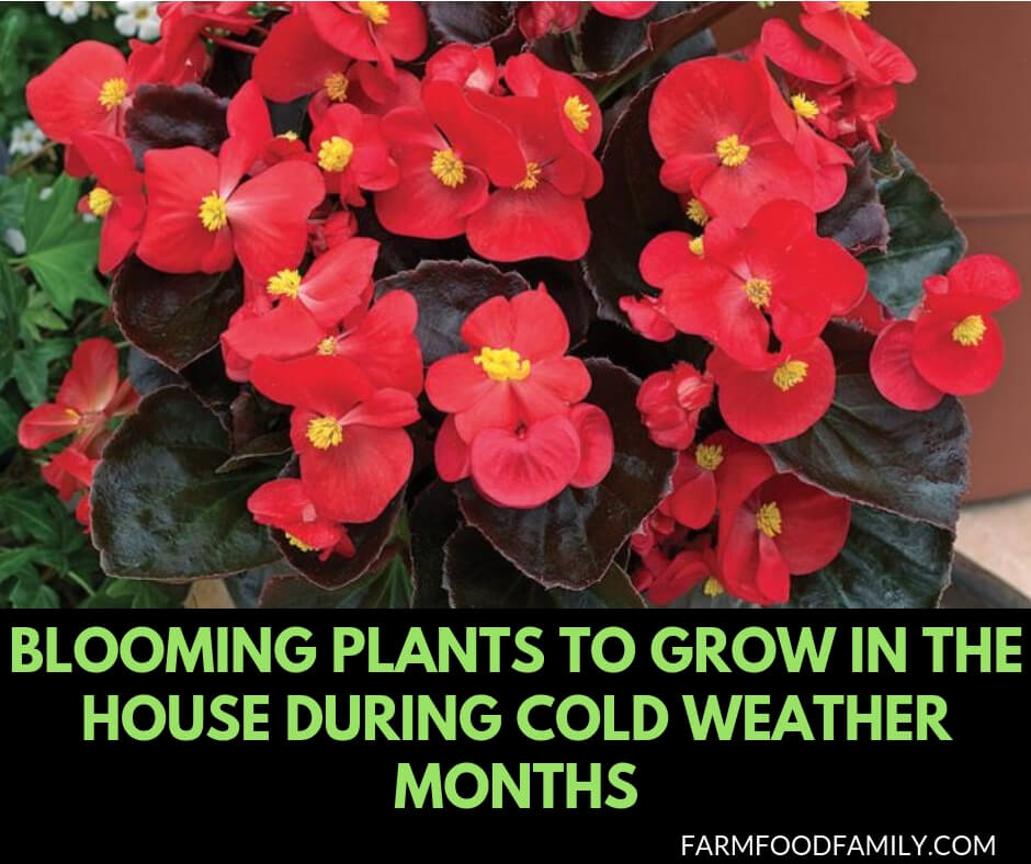 Blooming plants to grow in the house during cold weather months