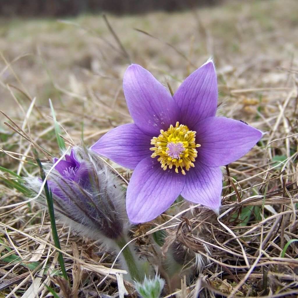 Pasque flower (Anemone pulsatilla) | Perennial Flowers All Season: Perennial Garden Design Guide for Blooms in Spring Summer and Fall