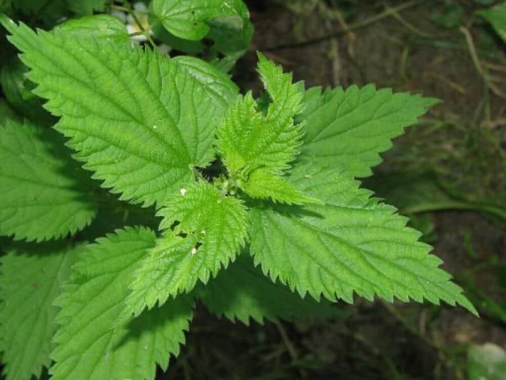 Nettles | 10 the best butterfly attracting herbs