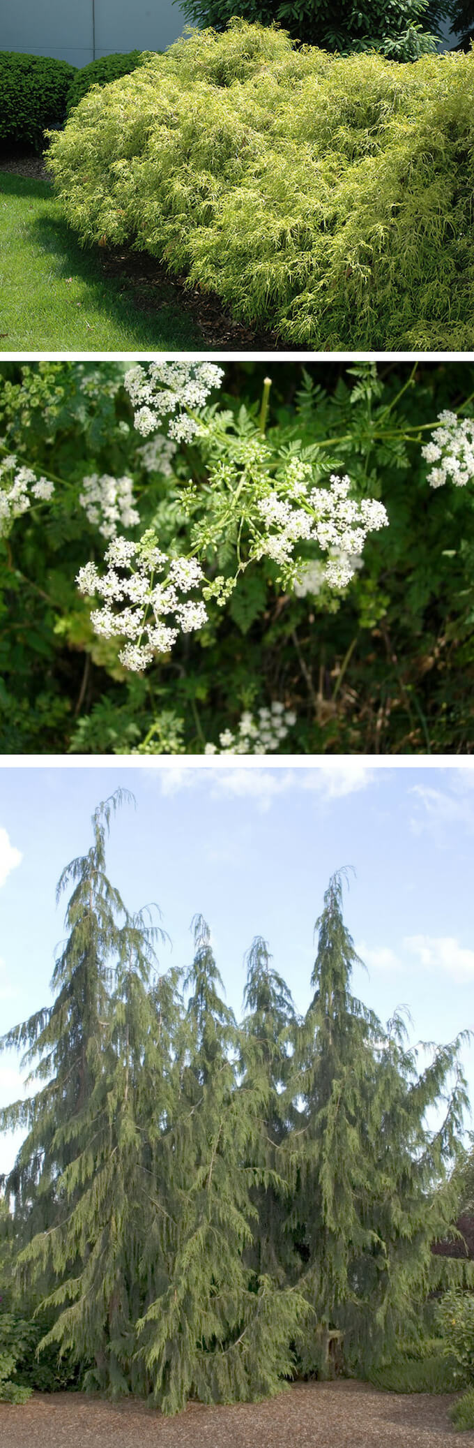 Sawara False Cypress, Alaska False Cypress and Hemlock | Home Landscape Design For Winter Gardens
