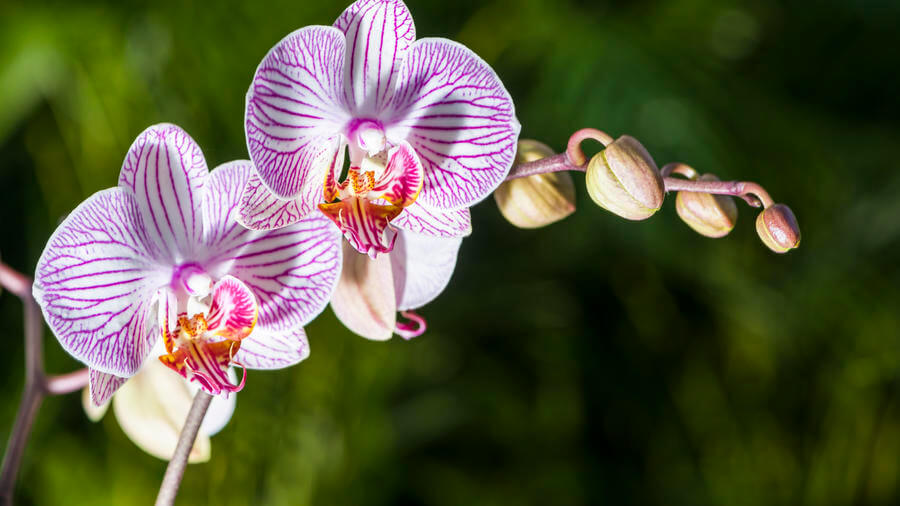 Orchids | 10 the best butterfly attracting flowers