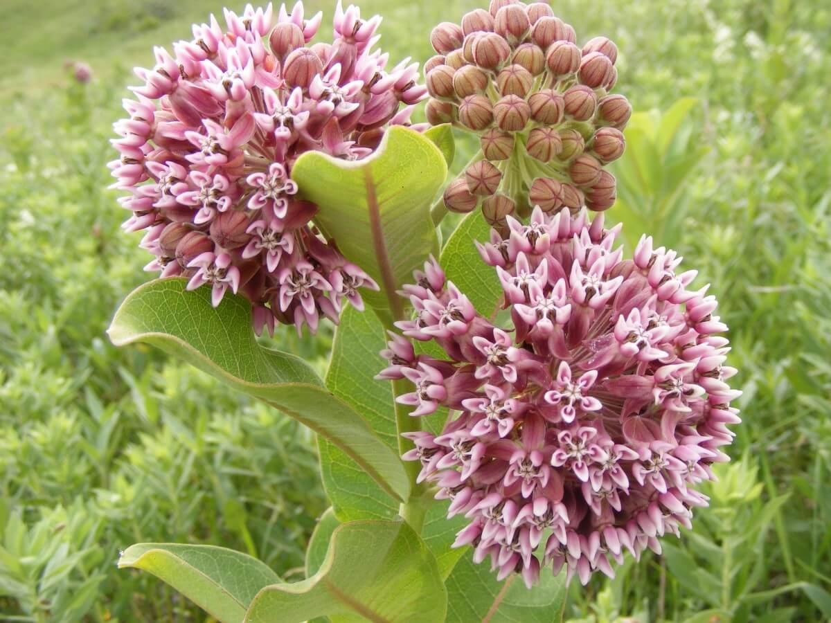 Milkweed | 10 the best butterfly attracting herbs