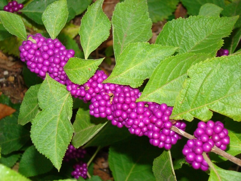 Beautyberry | Low-maintenance flowers and plants