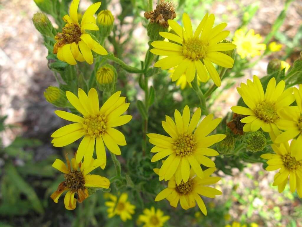 Golden Aster | Low-maintenance flowers and plants