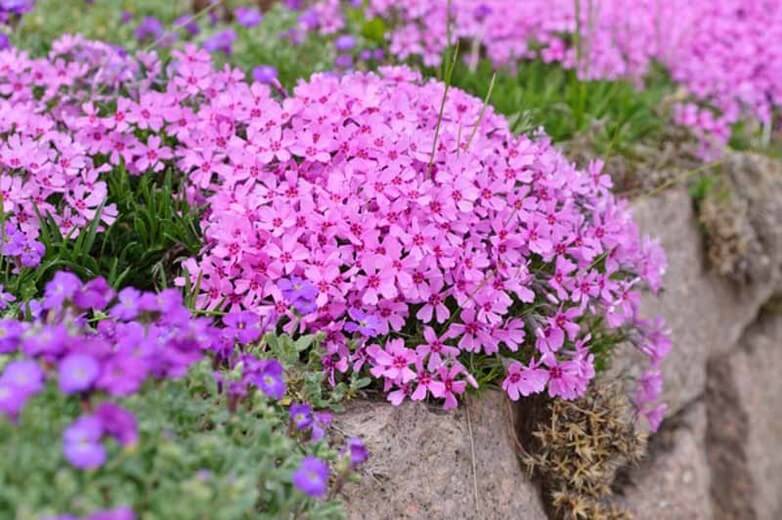 Creeping phlox (Phlox subulata) | Perennial Flowers All Season: Perennial Garden Design Guide for Blooms in Spring Summer and Fall