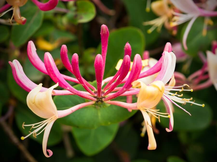 Honeysuckles | 10 the best butterfly attracting flowers