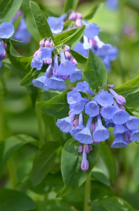 Virginia bluebells (Mertensia virginica) | Perennial Flowers All Season: Perennial Garden Design Guide for Blooms in Spring Summer and Fall