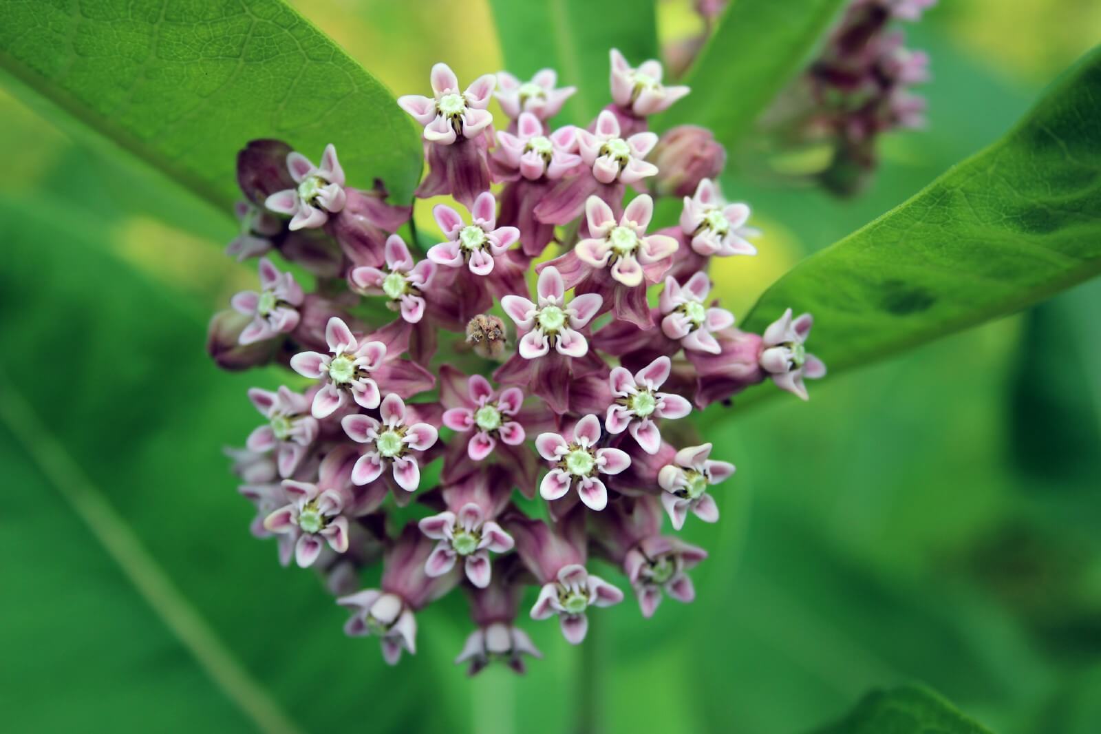 Milkweed | 10 the best butterfly attracting flowers