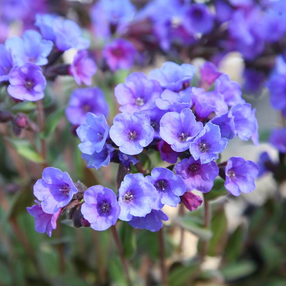 Lungwort (Pulmonaria) | Perennial Flowers All Season: Perennial Garden Design Guide for Blooms in Spring Summer and Fall