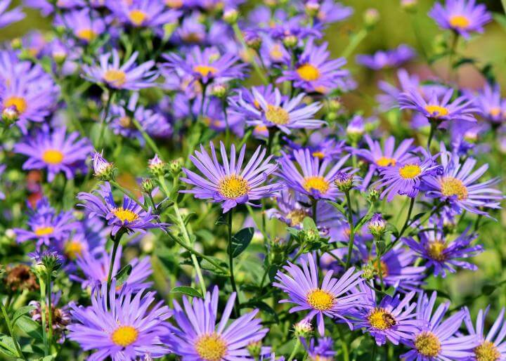 Asters | 10 the best butterfly attracting flowers