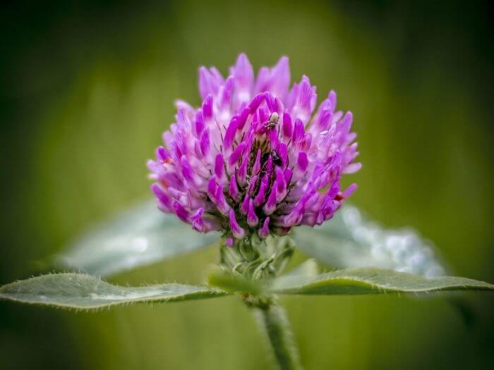 Red clover | 10 the best butterfly attracting flowers