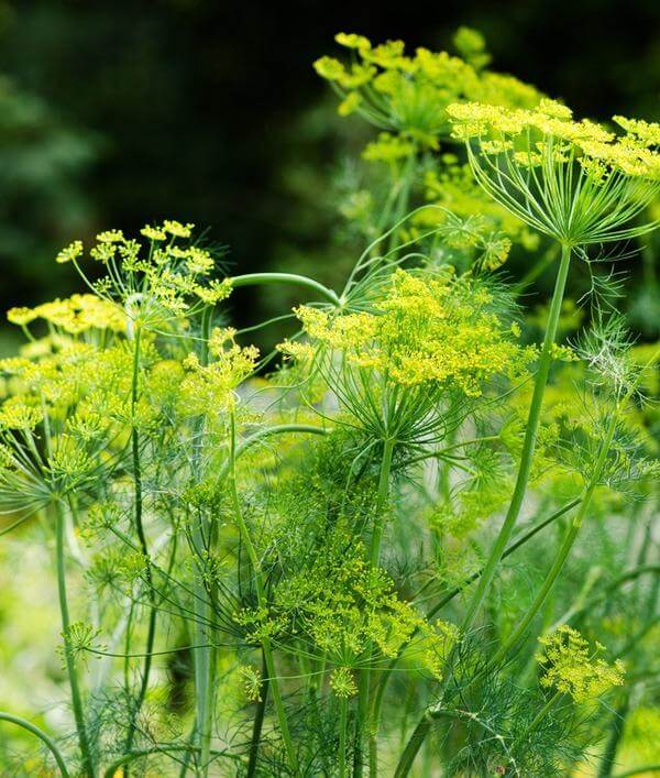 Dill | 10 the best butterfly attracting herbs