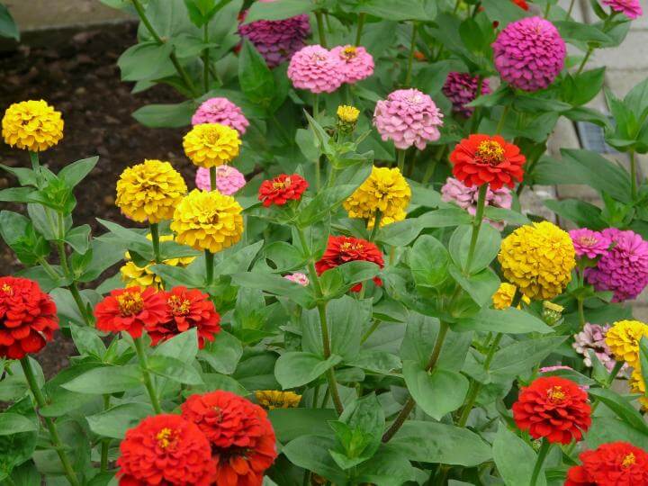 Zinnias | 10 the best butterfly attracting flowers