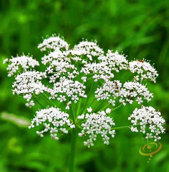 Anise | 10 the best butterfly attracting herbs