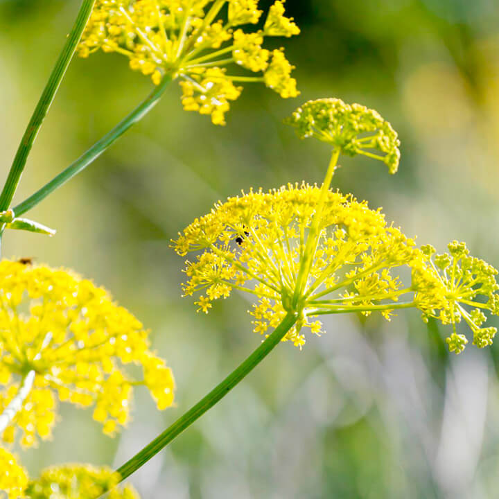 Fennel | 10 the best butterfly attracting herbs