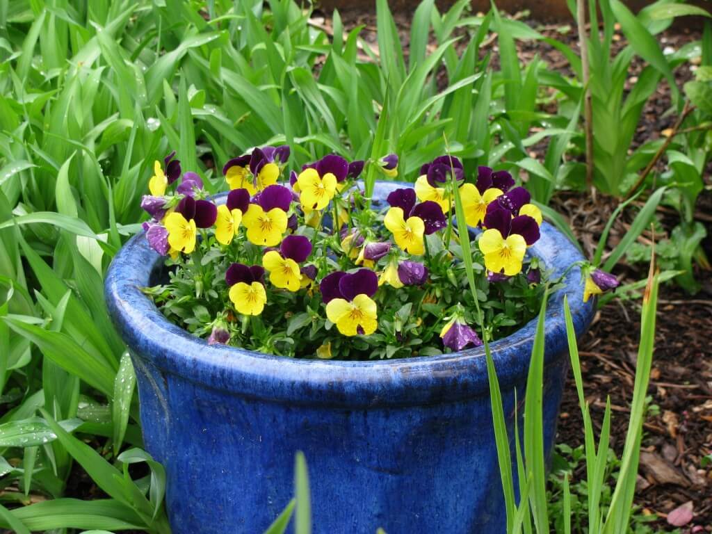Johnny Jump Ups | Low-maintenance flowers and plants