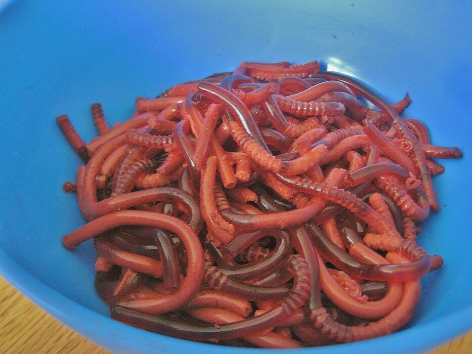 Bowl of Worms | Halloween Party Food Ideas | Halloween Party Themes For Adults