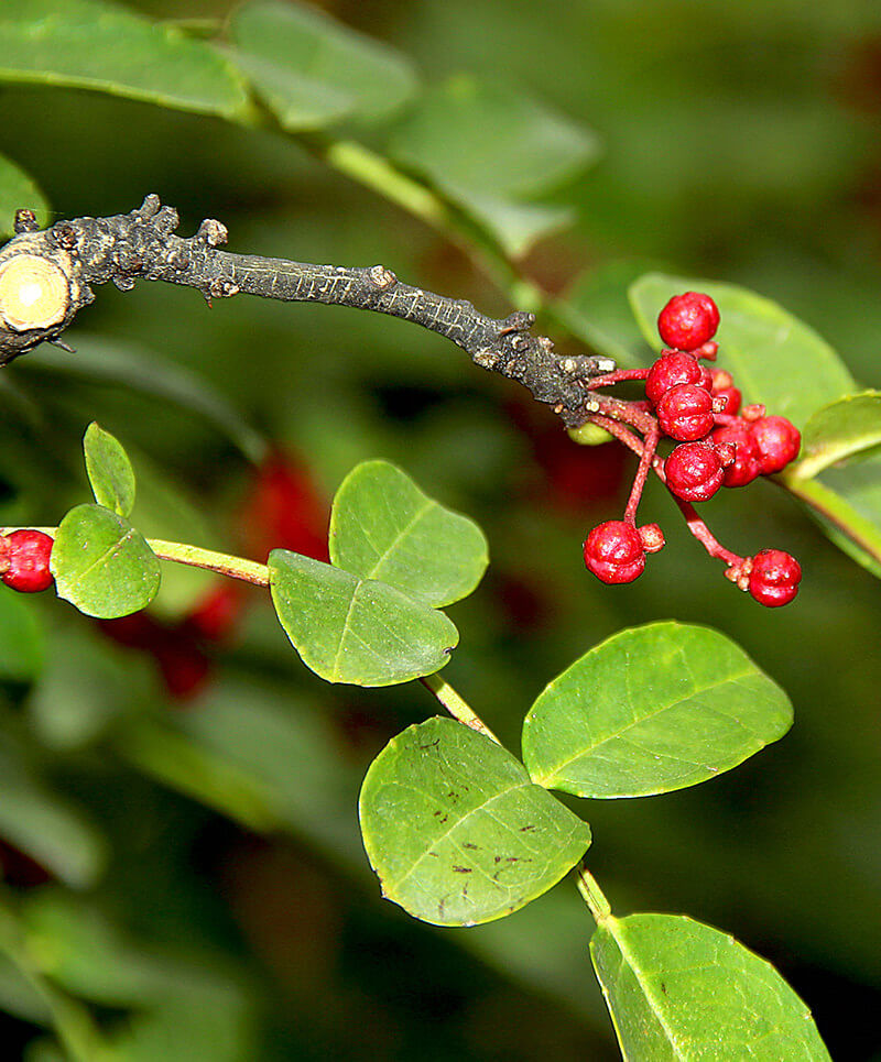 Prickly ash | 10 the best butterfly attracting herbs